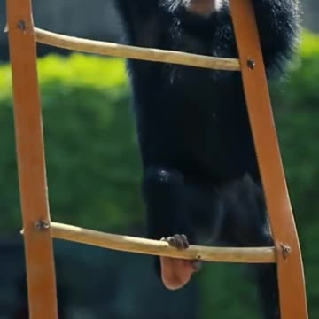 Orangutan Baby Learning To Climb Stairs Like A Pro!