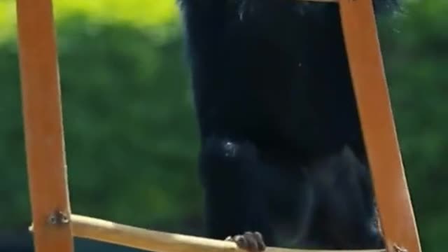 Orangutan Baby Learning To Climb Stairs Like A Pro!