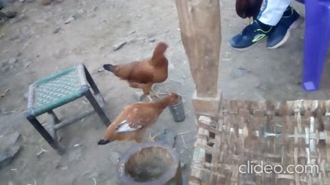 chicken drinking