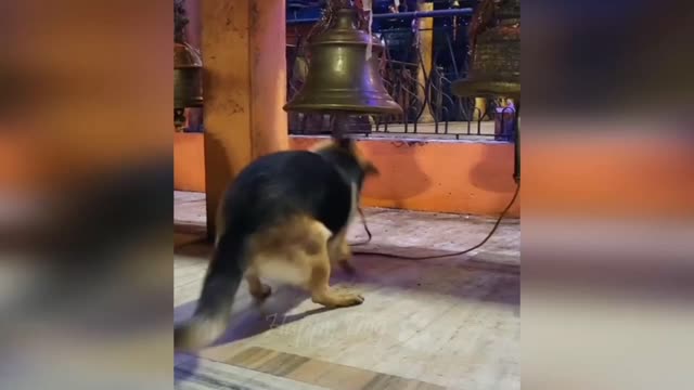 Funny dog playing bell