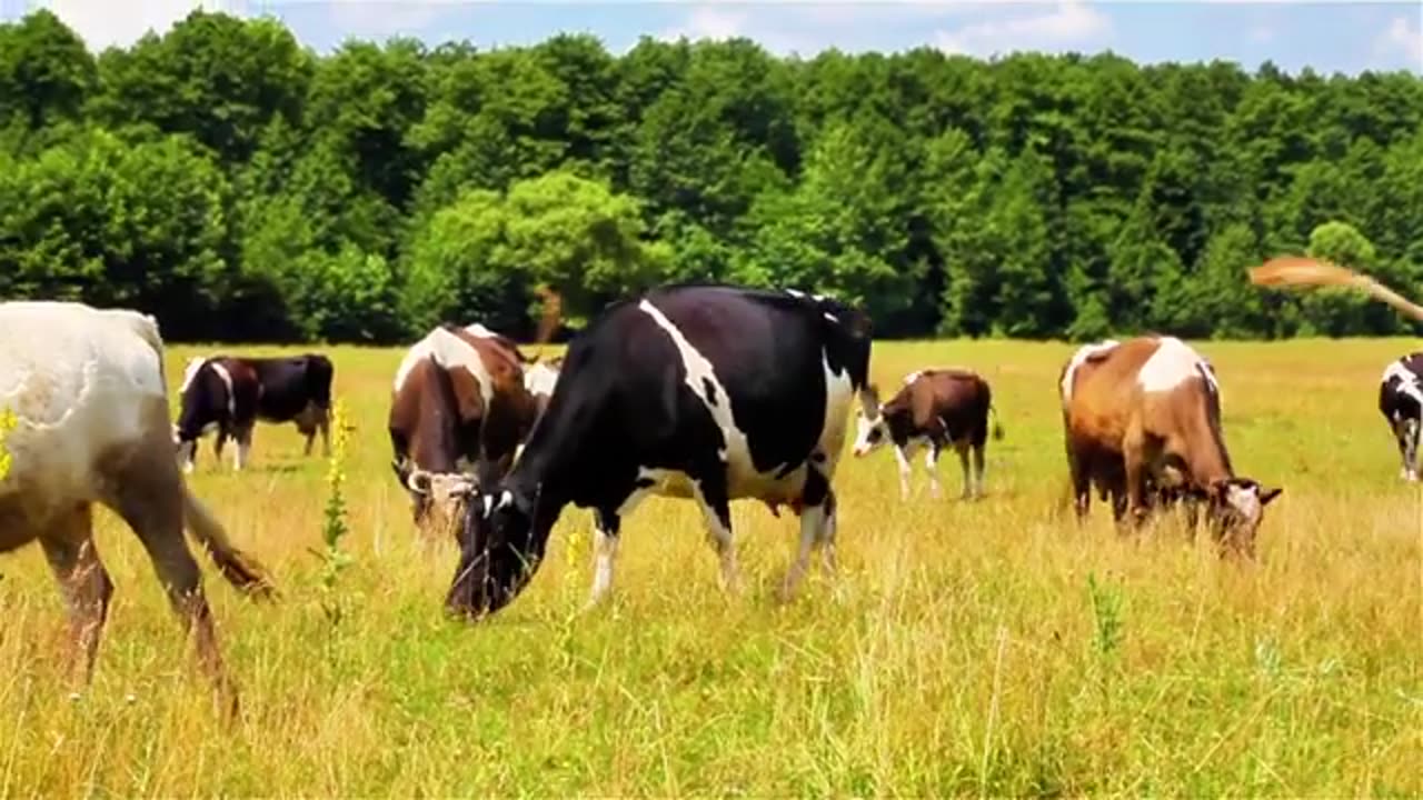 Farm Animals and their Sounds for Toddlers_Cows_ Learn Animals for Kids..