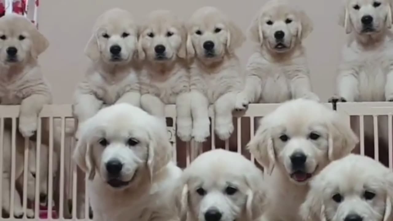 Cute Puppies Enjoying their Day