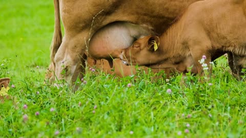 the cow the cow