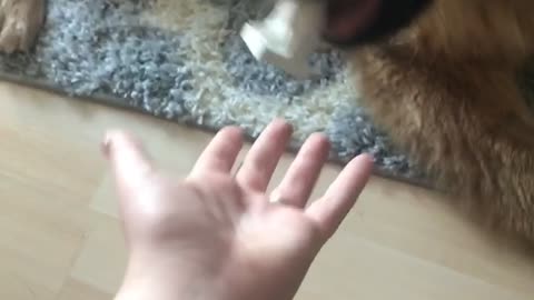 'My Dog May Be Atheist'