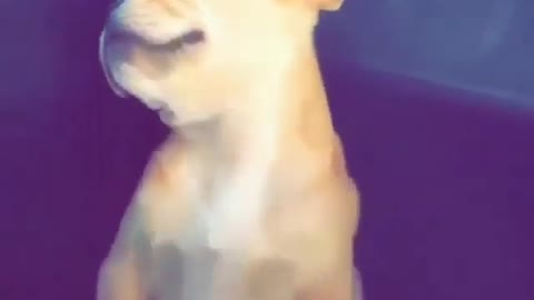 Ha ha ha ha