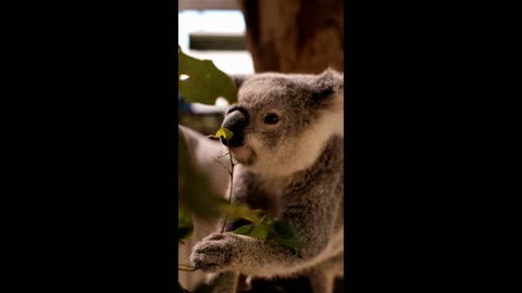 Cute Koala Eating Enjoying Life