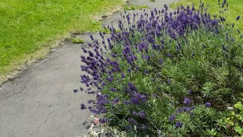 Bees...