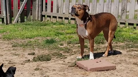 Dog and the Bee