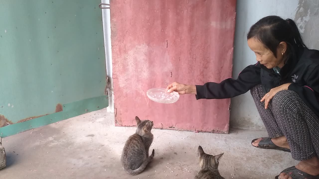 video cute cat