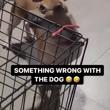 SOMETHING WRONG WITH THE DOG