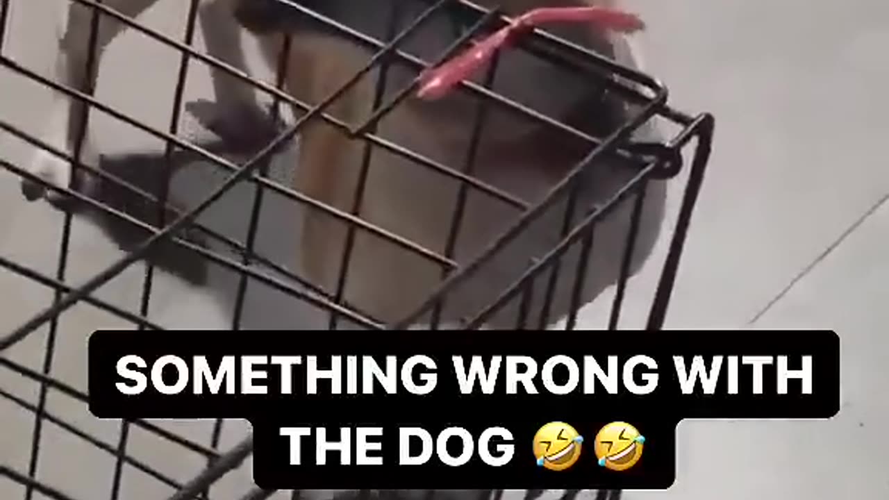 SOMETHING WRONG WITH THE DOG