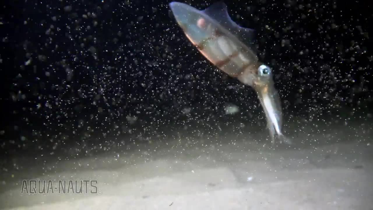 Amazing Squid catches tiny bait fish 2023