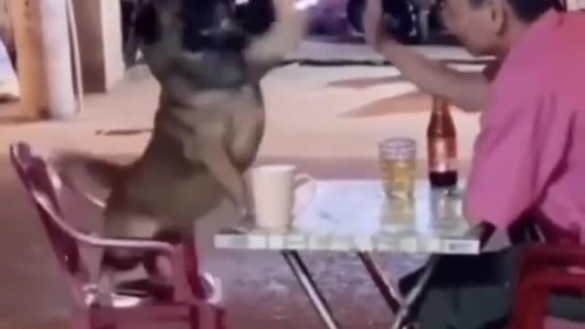CRAZY ANIMALS - BEST OF THE 2022 FUNNY ANIMAL VIDEOS