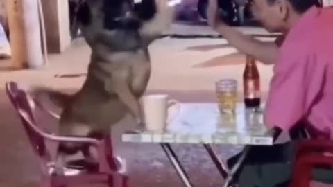 CRAZY ANIMALS - BEST OF THE 2022 FUNNY ANIMAL VIDEOS