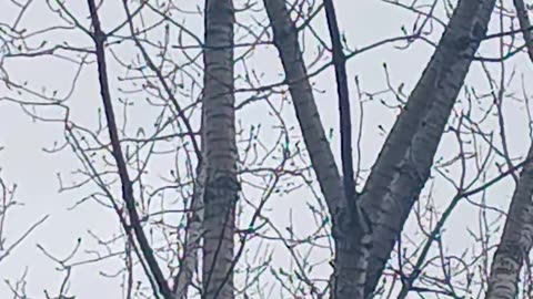 Falcon or hawk