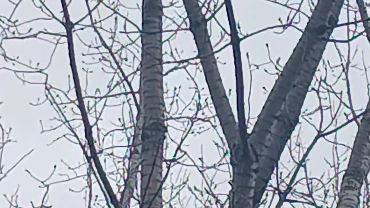 Falcon or hawk
