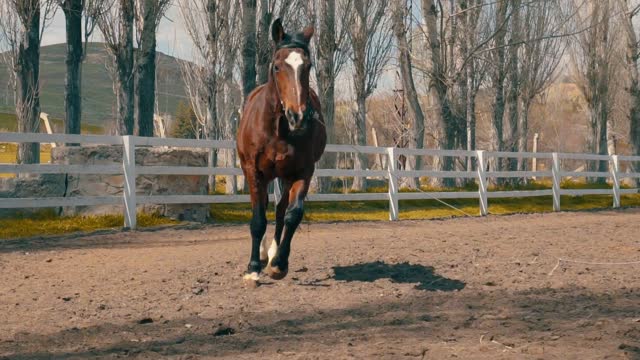 How to track up your horse english ✔