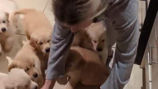 Hilarious hungry golden retriever babies