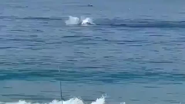 Baleia mergulhando no mar do RJ