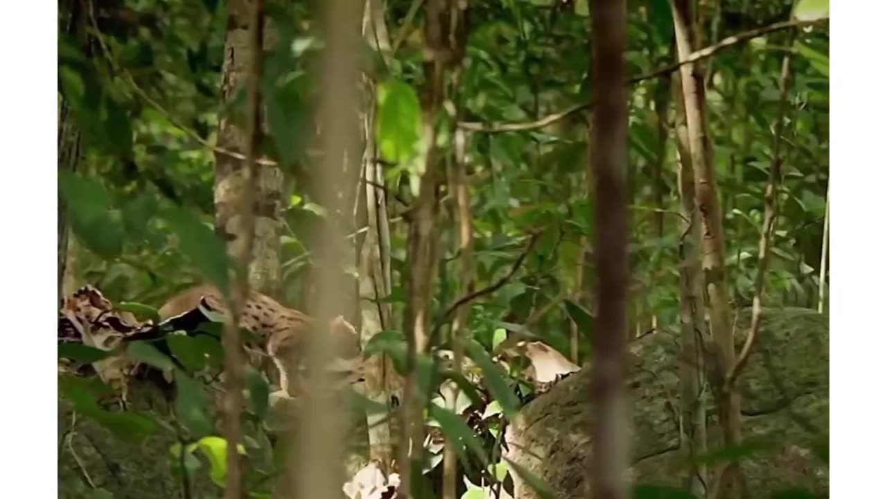 Smallest wild cat in the world 🥰