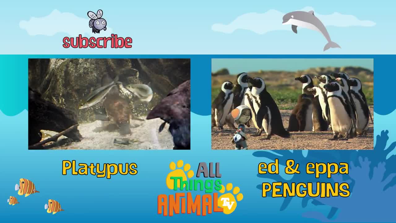 * SEA ANIMALS * | Animals For Kids | All Things Animal TV