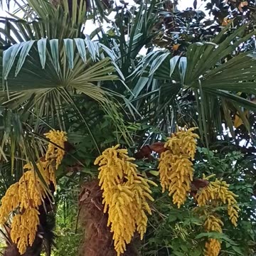 Blooming palm tree