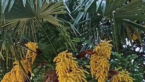 Blooming palm tree