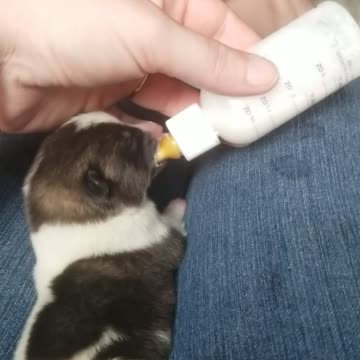 Precious akita pup bottle feeding