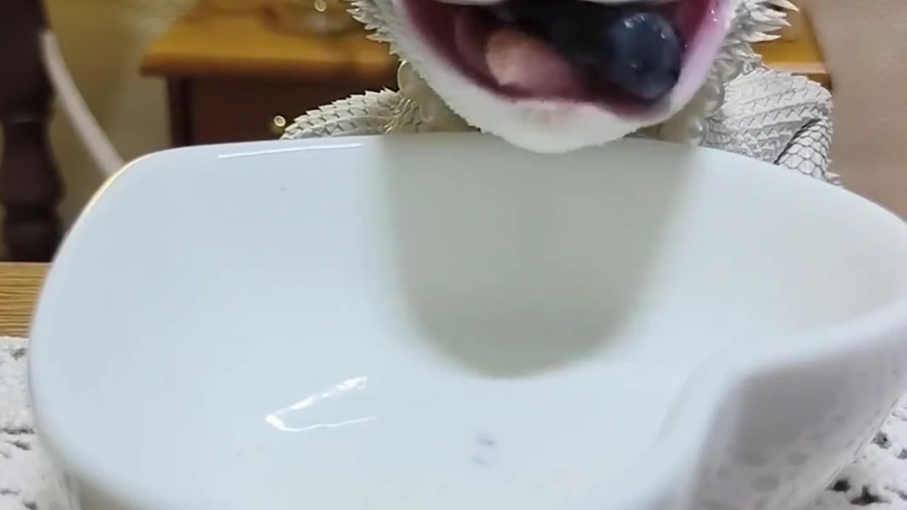 The bearded dragon Milly loves eating blueberries.