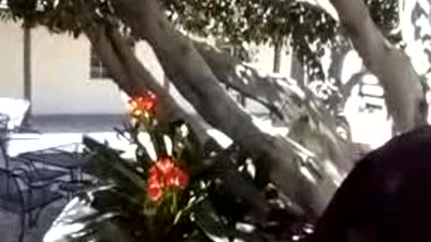 THE CROCUS Solved. (Again.)