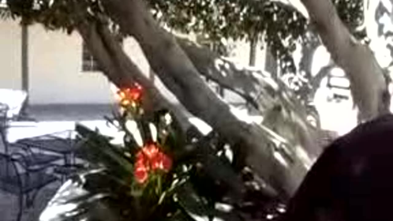 THE CROCUS Solved. (Again.)