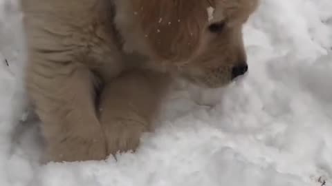 Cute Pups in Snow