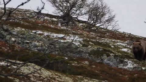 HUGE Brown Bear Encounter