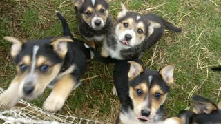 Blue heeler puppies