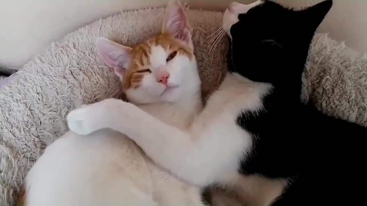 Funny & Cute Cat Compilation Video