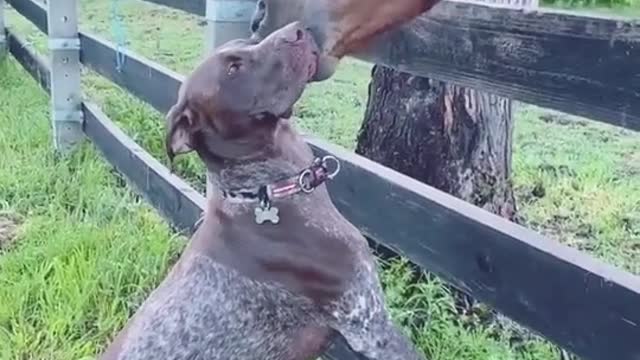 Horse missed his friend so much 😭