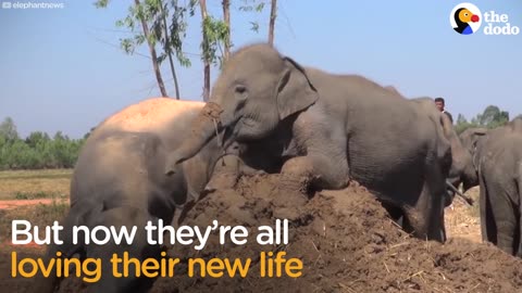 Elephants Forced To 'Beg' On Streets Are So Happy Now | The Dodo