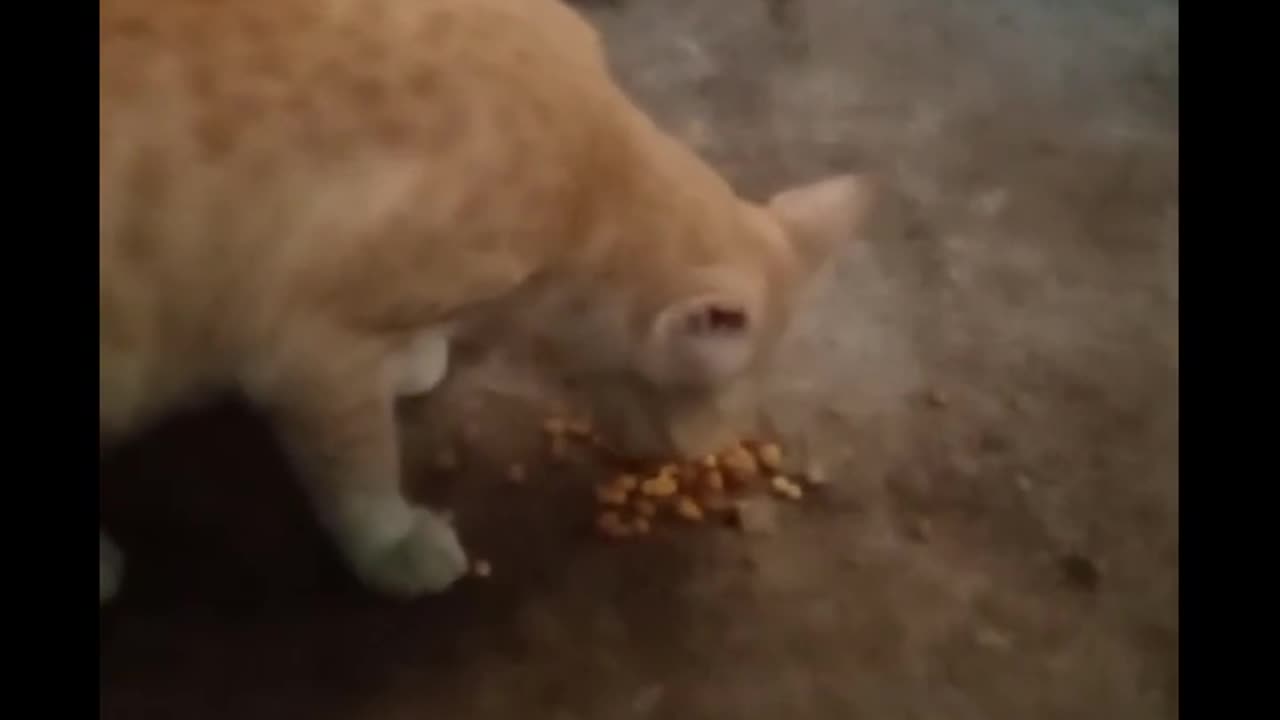 Cat eats expired mixture