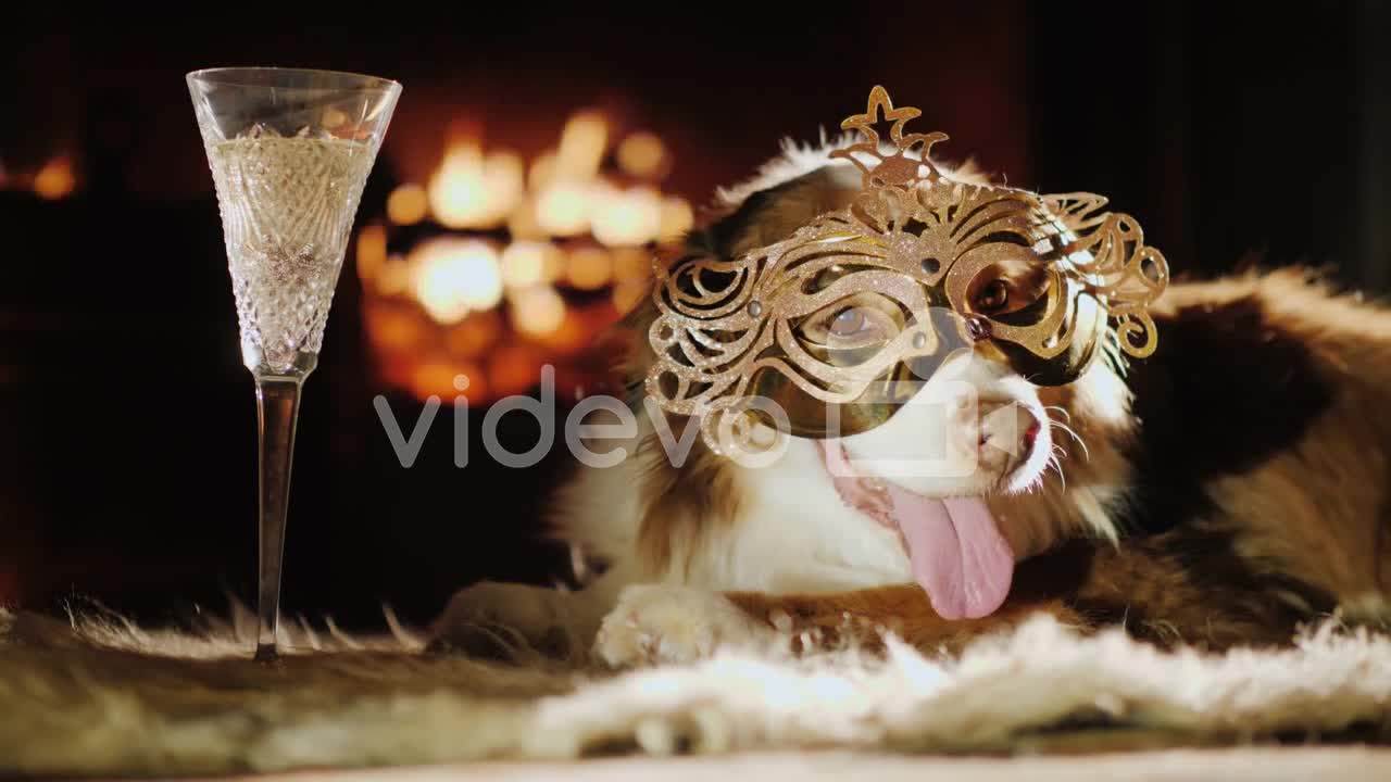 slow motion mask dog fun