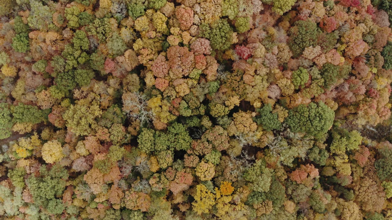 Aerial Footage of Trees