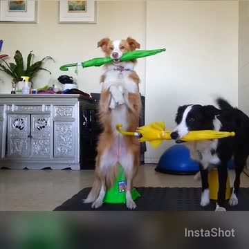 Two dogs perform heart-warming umbrella trick
