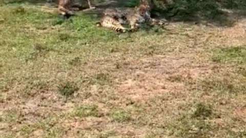 Cheetah Watching Motorbikes 🐆