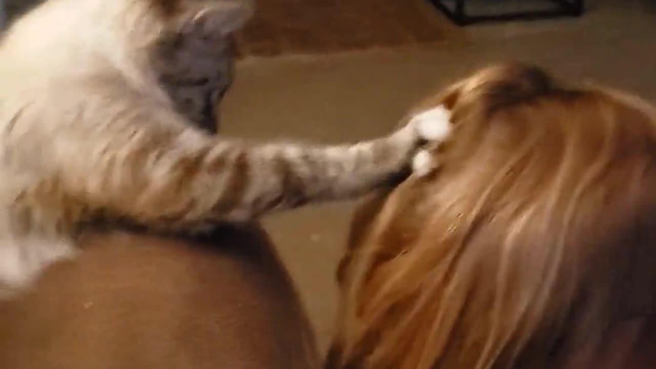 Cat Helps Comb Hair