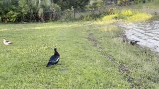 Muscovy duck in south Florida