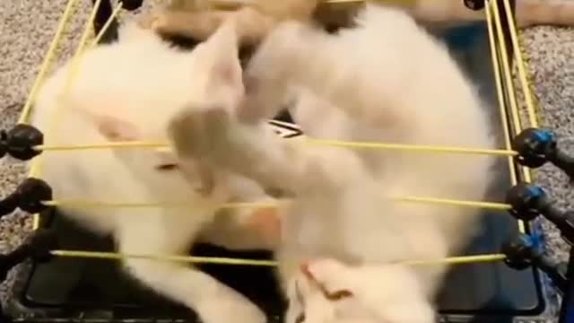 Cat Funny WWE