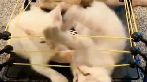 Cat Funny WWE