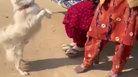 Dog dance