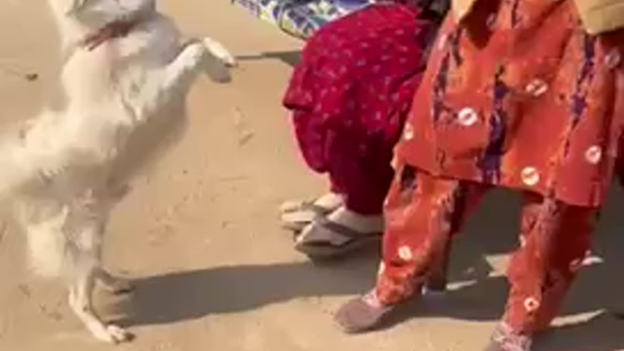 Dog dance