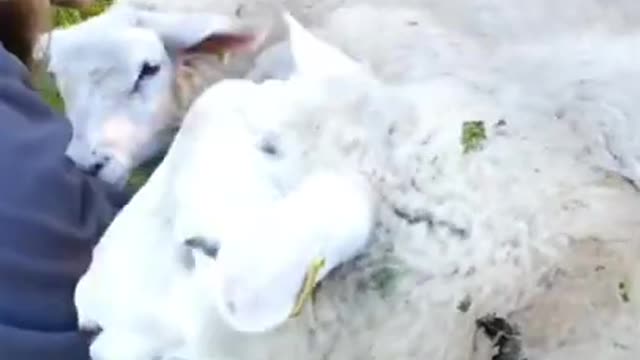 Lamb cute video, #cute lamb video#
