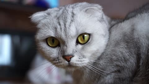 A beautiful cat with attractive eyes is preparing for sleep